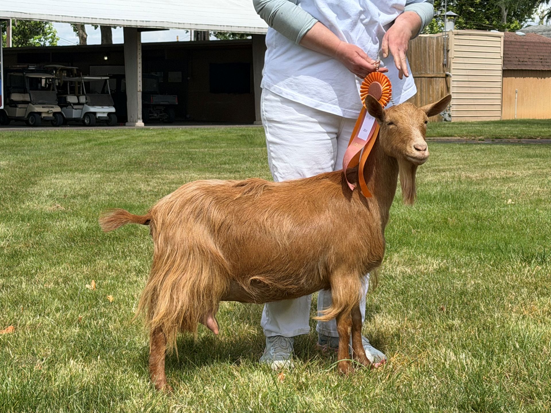 A Golden Guernsey goat posing with her ribbon at the fair
